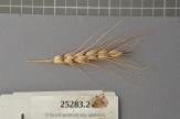 Click for 1 image(s) for this accession. Spike